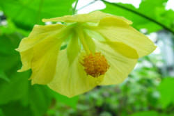 Abitilon - Yellow flowers.